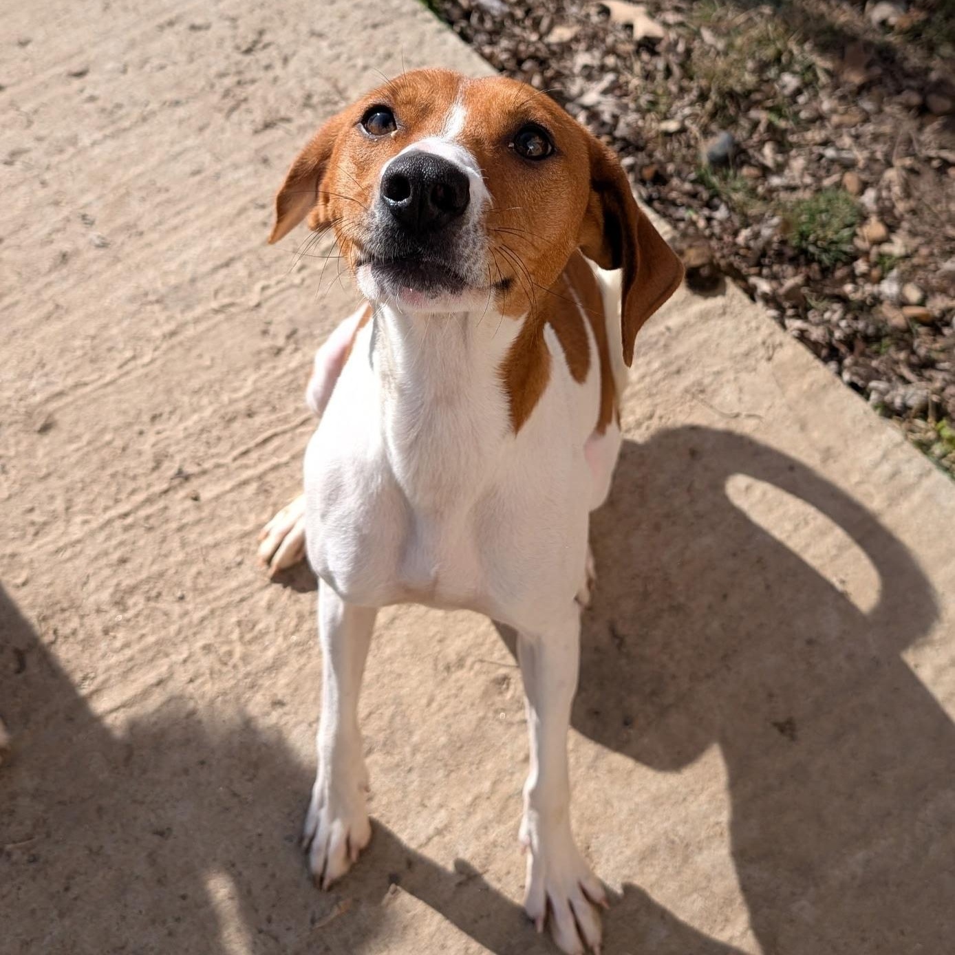 Abby, ADOPTABLE, Young Female Beagle.