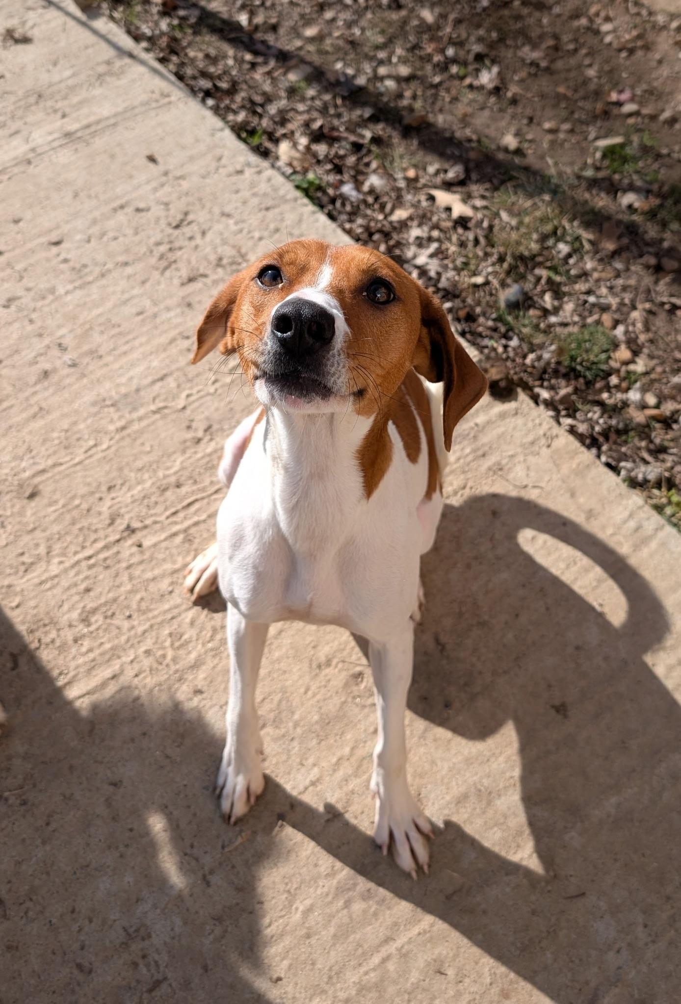 Abby, a ADOPTABLE mixed breed in Metropolis, IL image 3/3