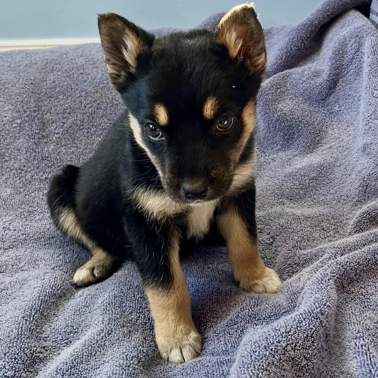 Dawny , Adoptable, Puppy Female Border Collie & Australian Shepherd.