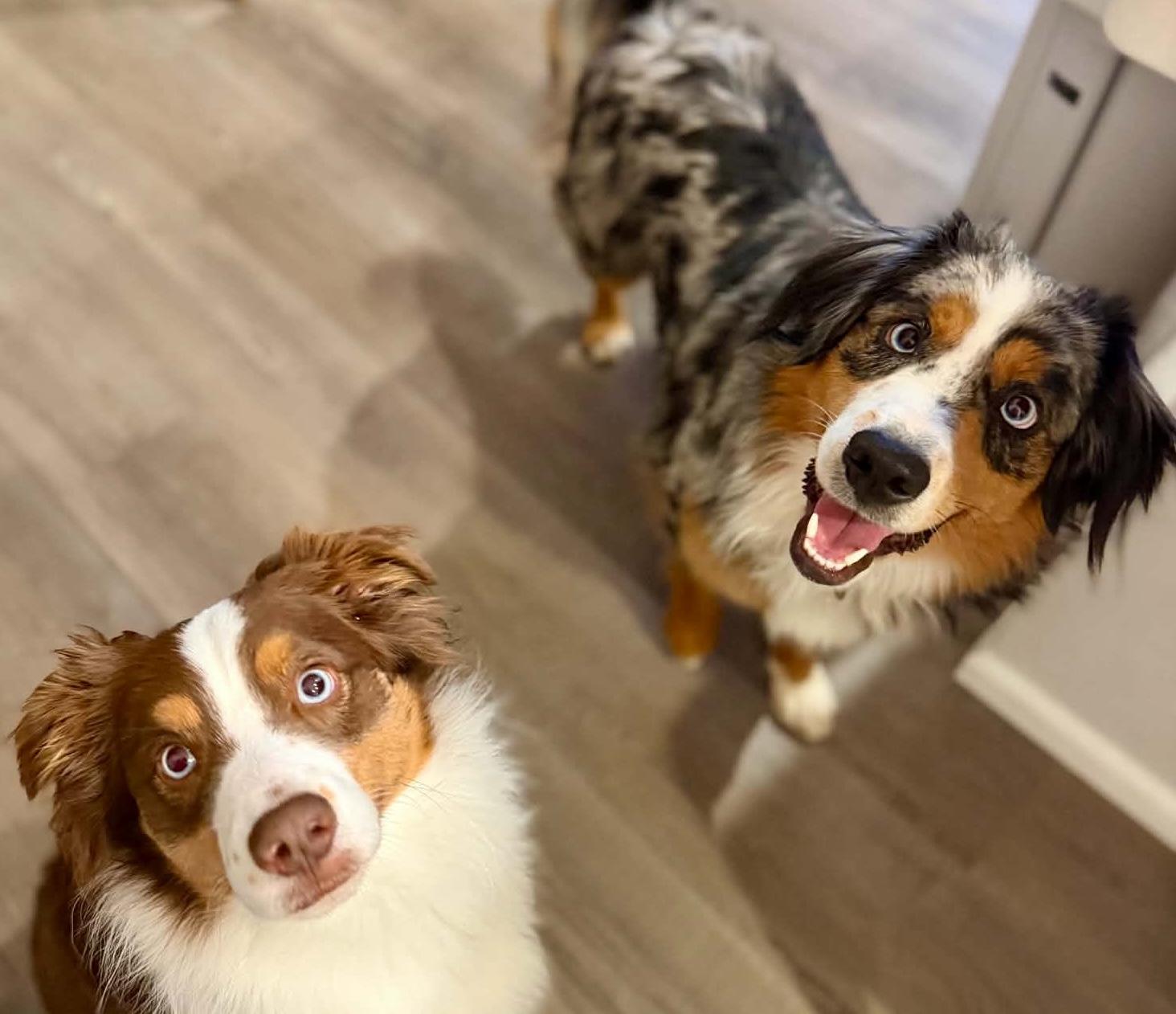 Enlarge Louie, a Adoptable Australian Shepherd in Silvana, WA image 2/5