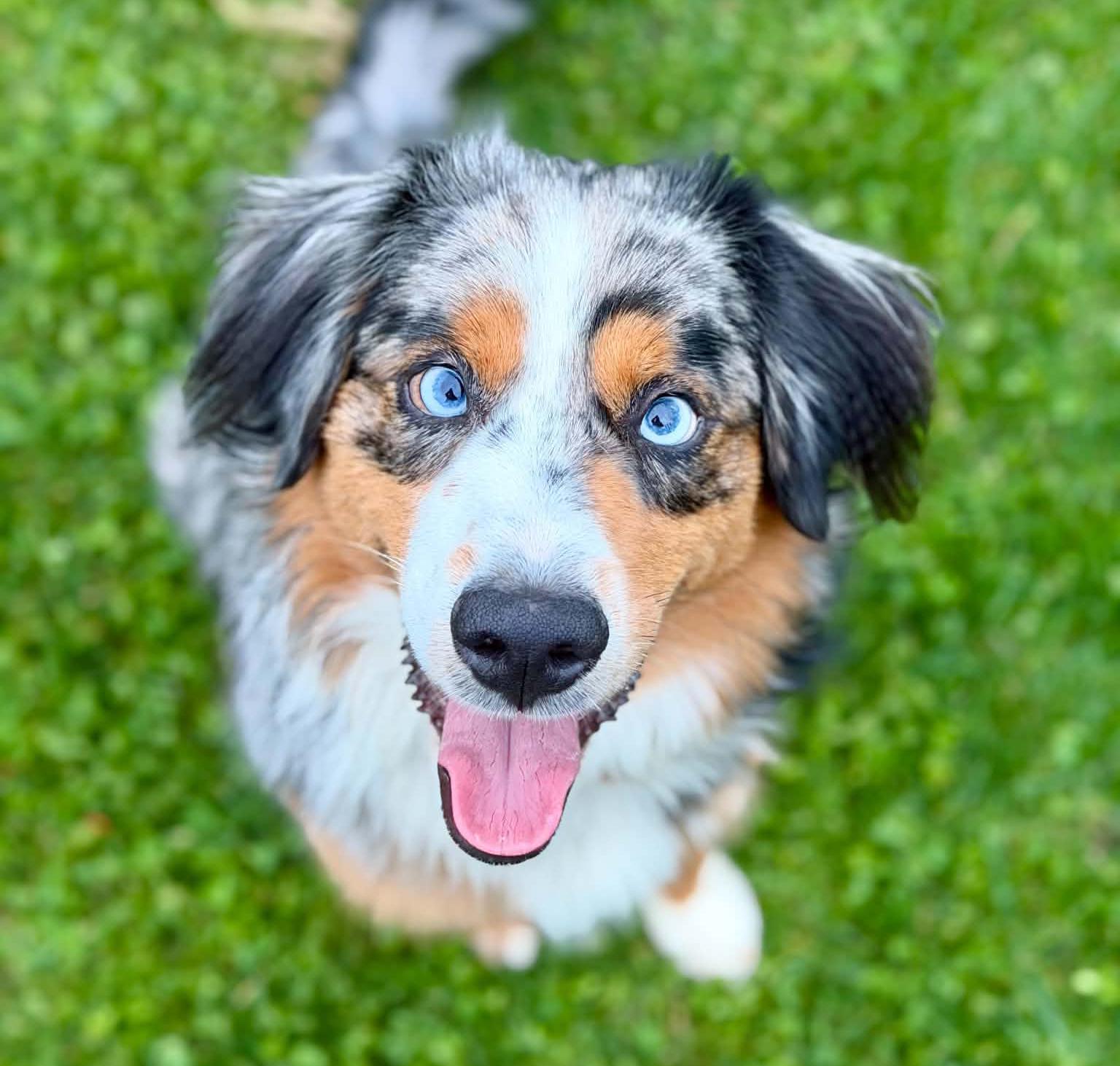 Enlarge Louie, a Adoptable Australian Shepherd in Silvana, WA image 1/5