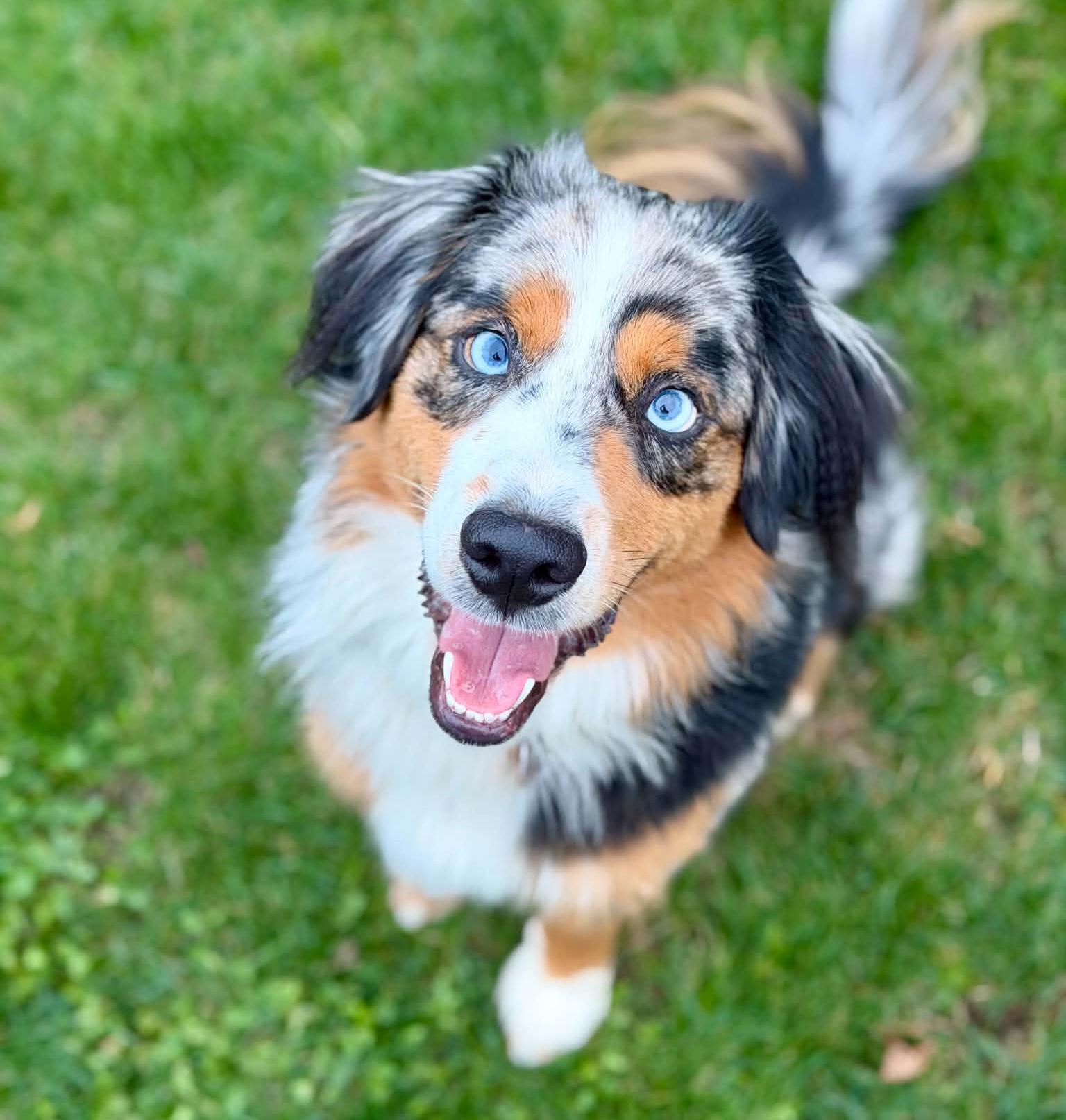 Enlarge Louie, a Adoptable Australian Shepherd in Silvana, WA image 4/5