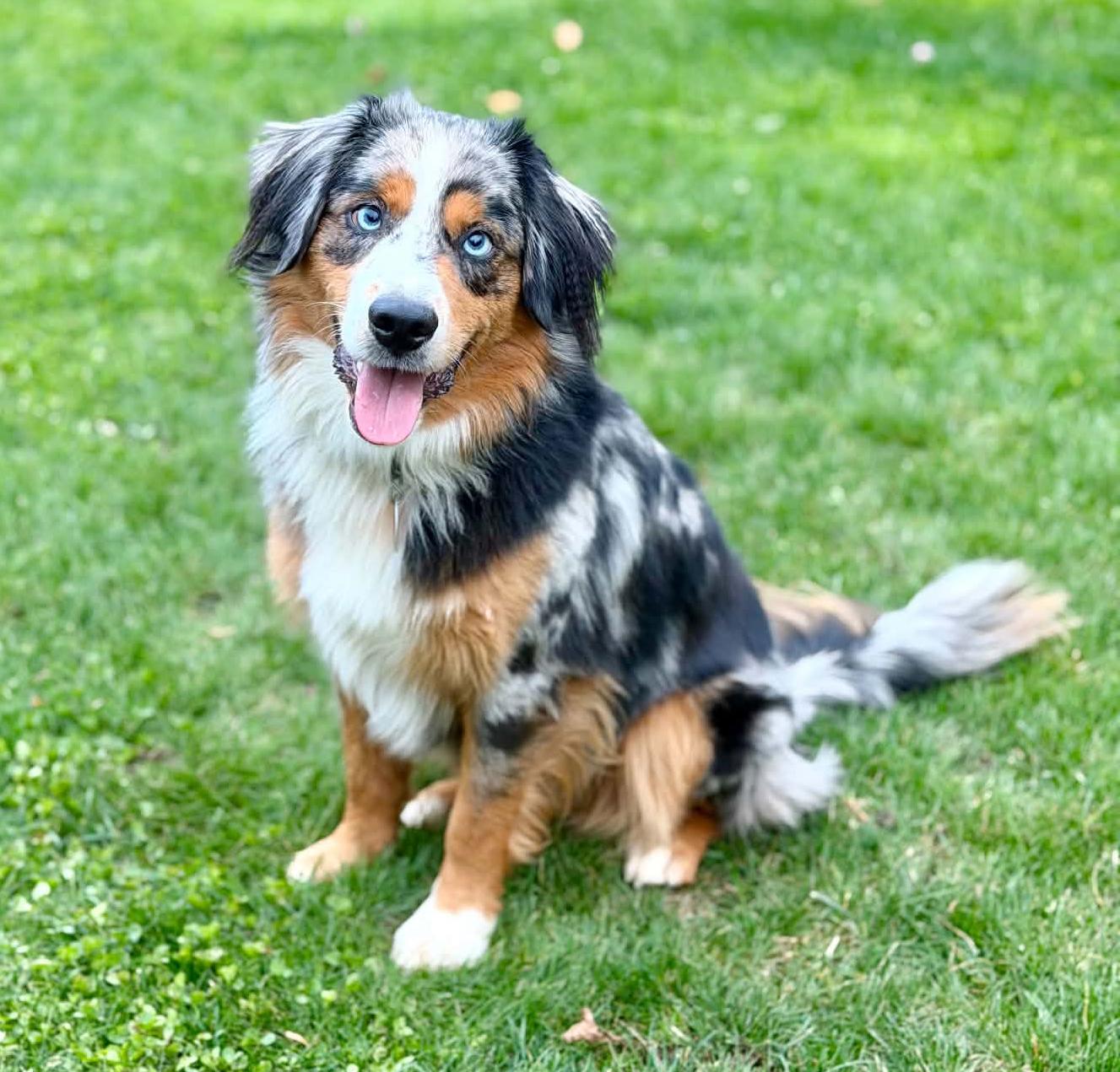 Enlarge Louie, a Adoptable Australian Shepherd in Silvana, WA image 3/5
