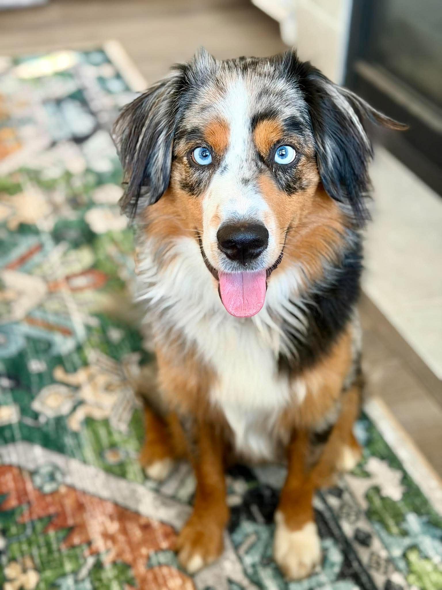 Enlarge Louie, a Adopted Australian Shepherd in Silvana, WA image 6/6