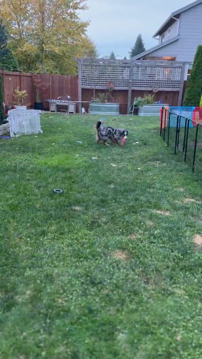 Enlarge Louie, a Adoptable Australian Shepherd in Silvana, WA video 5/5