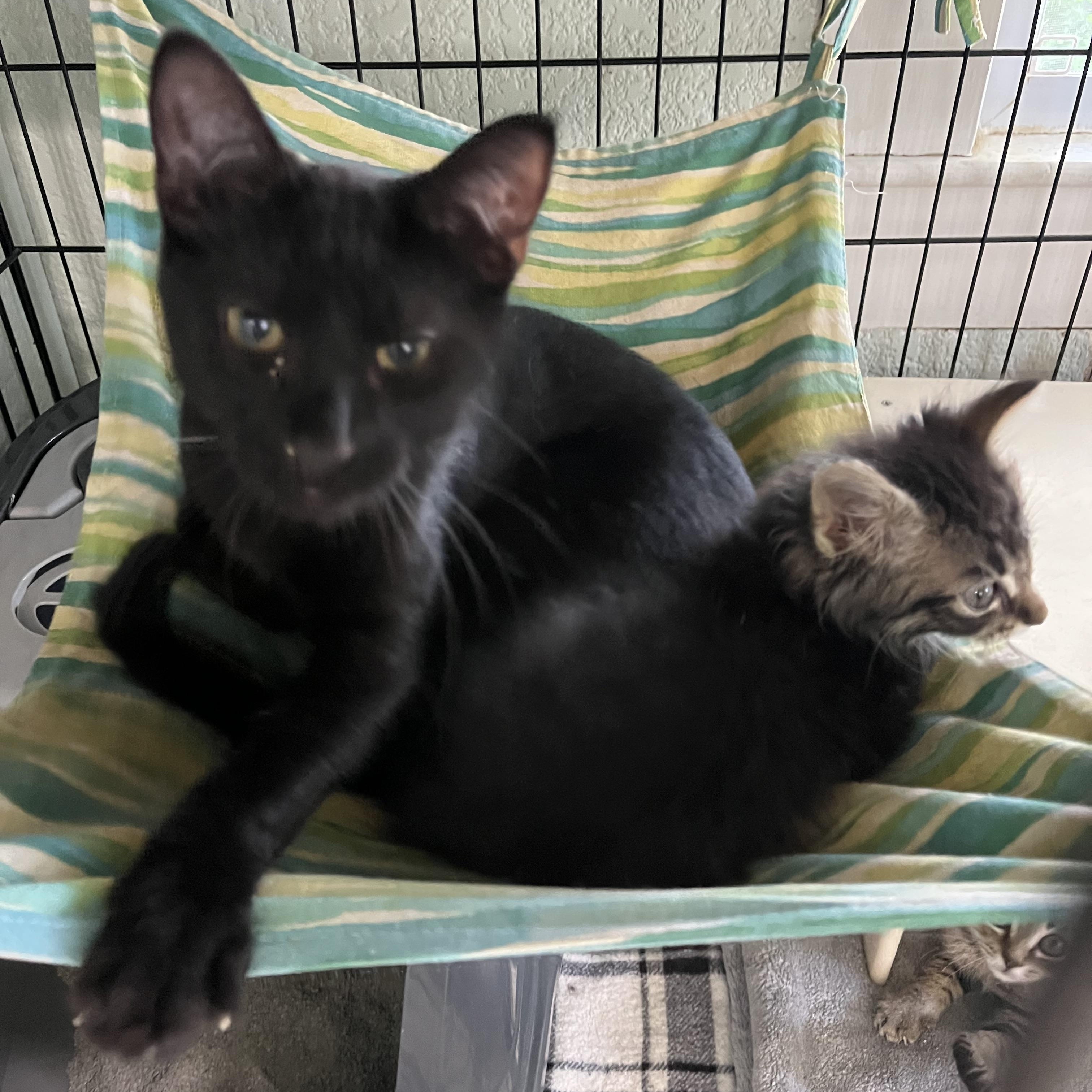 Hay-Hay (Excellent with kids), ADOPTABLE, Kitten Male Domestic Short Hair.