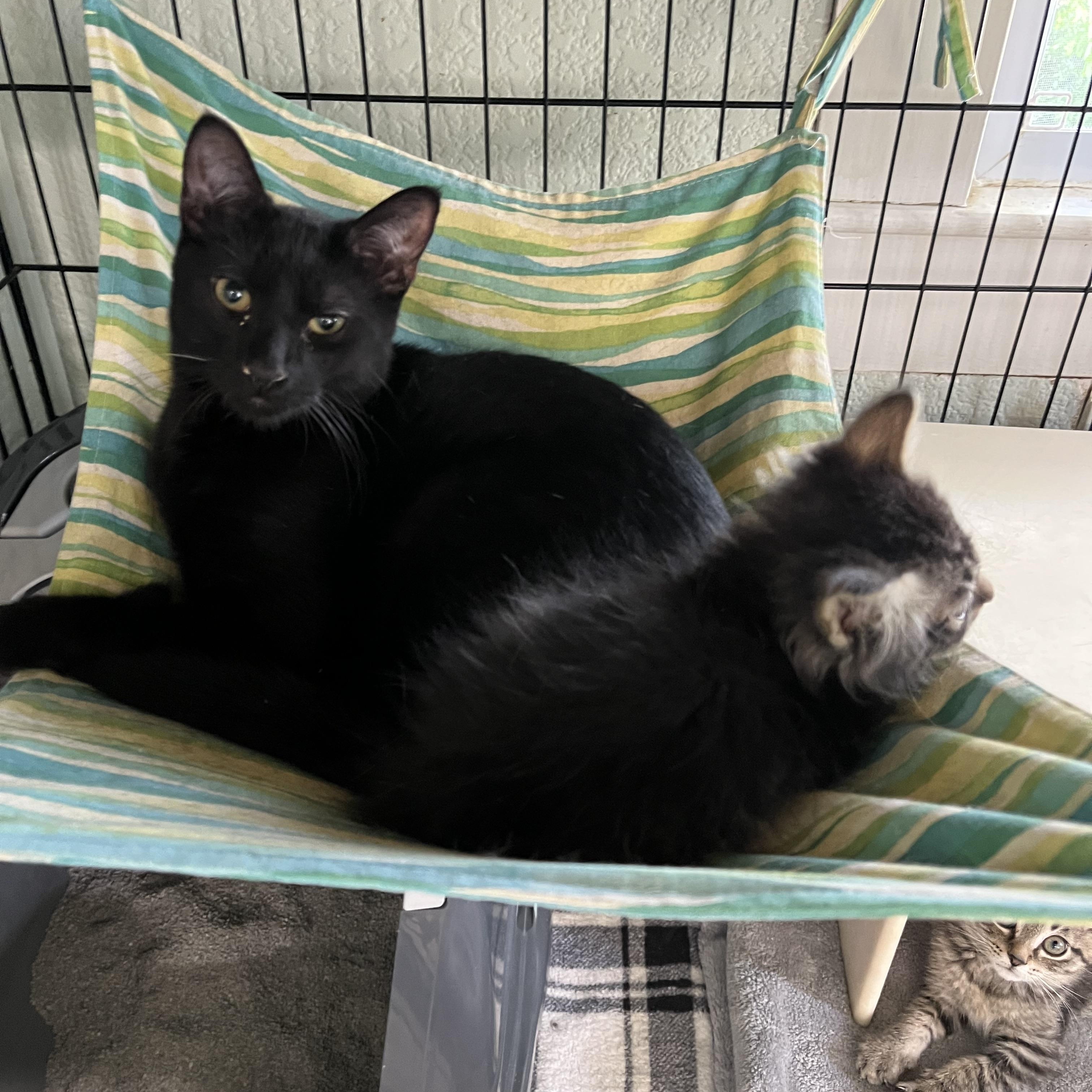 Enlarge Hay-Hay (Excellent with kids), a ADOPTABLE Domestic Short Hair in Moline, IL image 2/2
