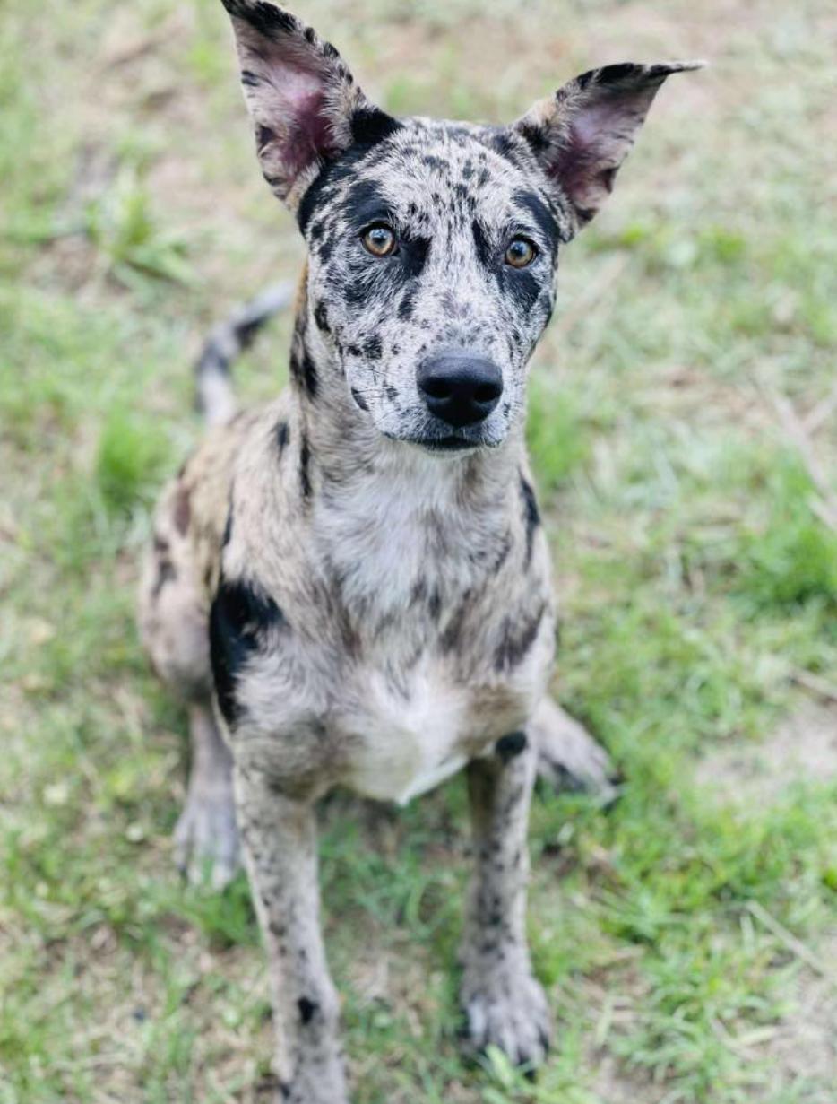 Come adopt me today I am located at Rockdale County Animal Services come visit me from 1pm-430pm