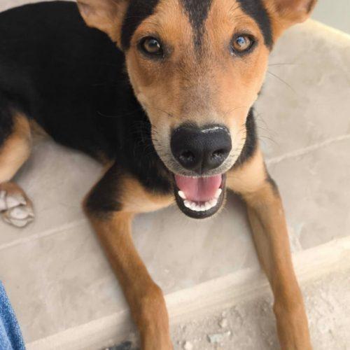 Luna, Adoptable, Young Female Shepherd & Mixed Breed.