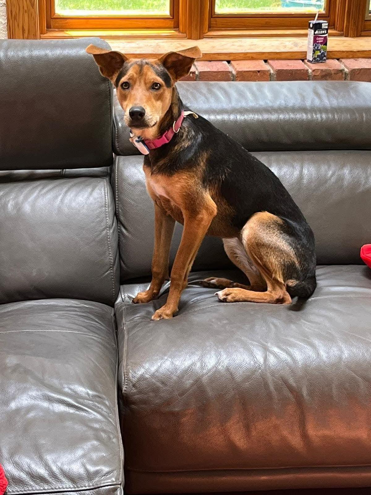 Luna, a Adoptable mixed breed in Sunderland, ON image 6/6