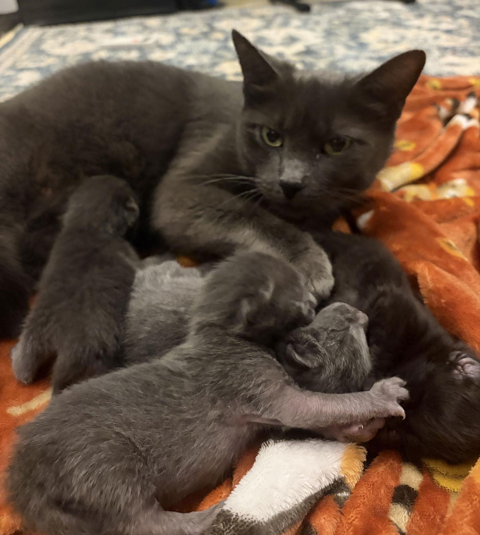 Momma Graycee May, Adoptable, Adult Female Domestic Short Hair & Russian Blue.
