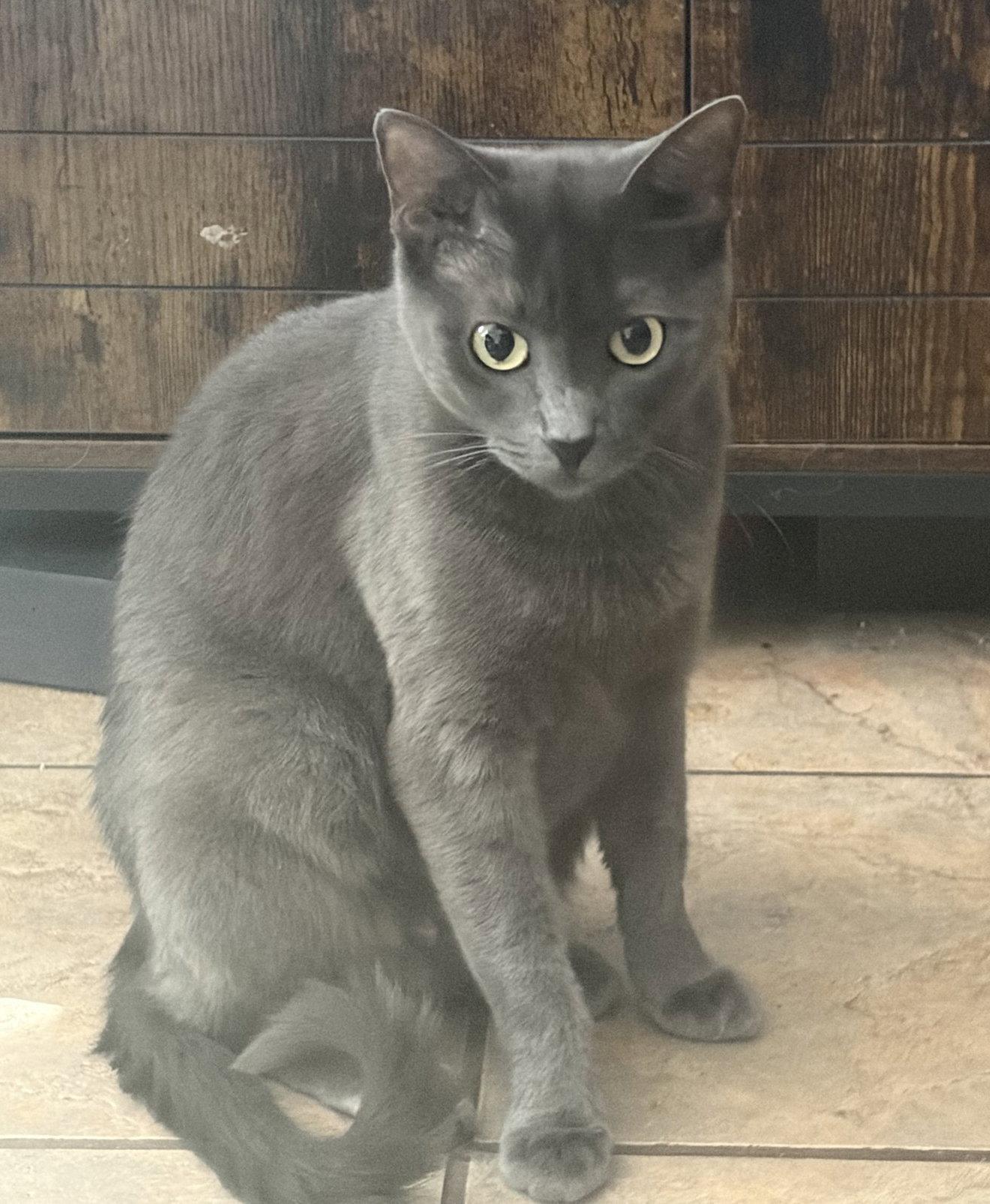 Enlarge Momma Graycee May, a Adoptable mixed breed in Frisco, TX image 2/3