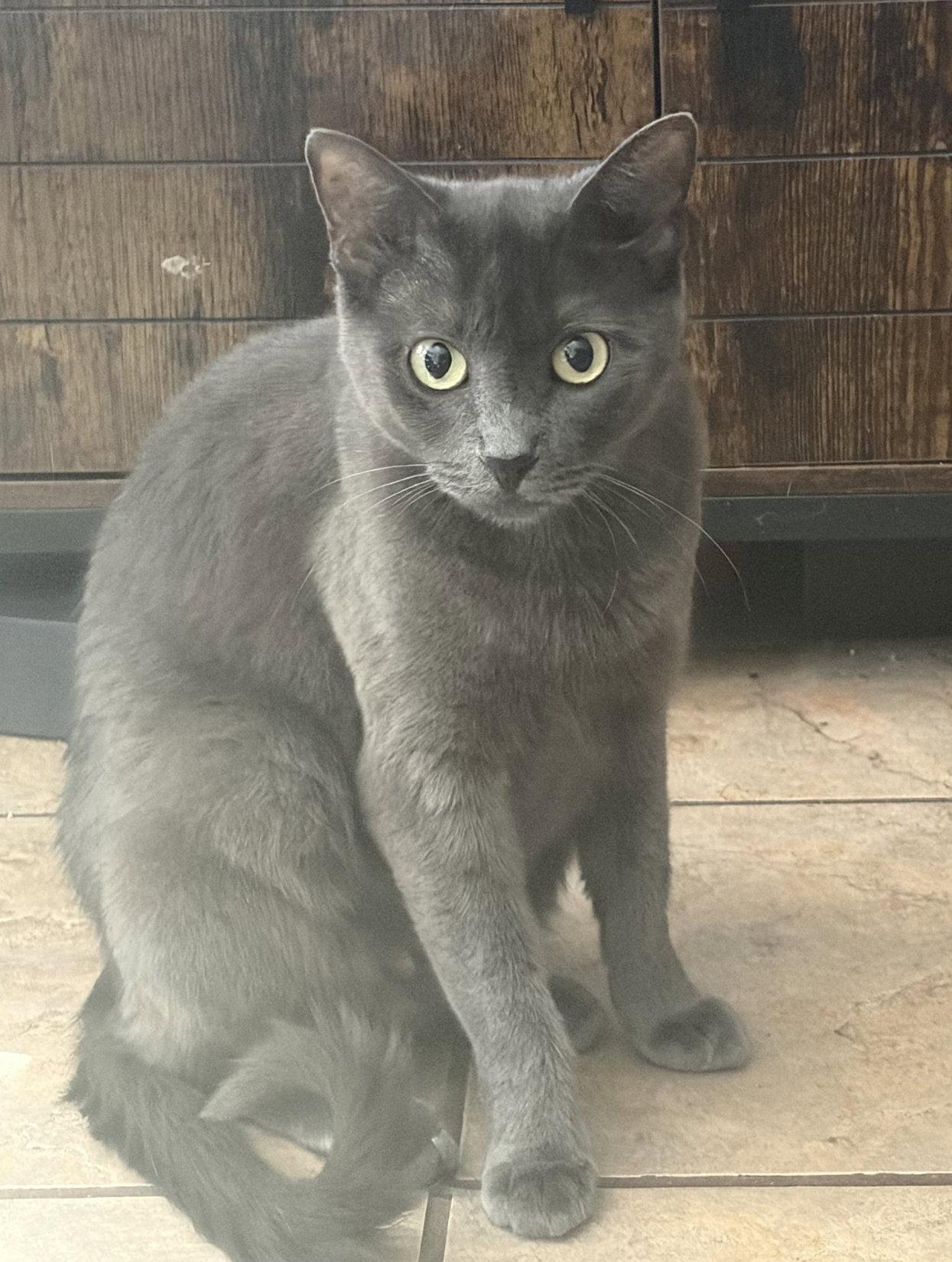Enlarge Momma Graycee May, a Adoptable mixed breed in Frisco, TX image 3/3