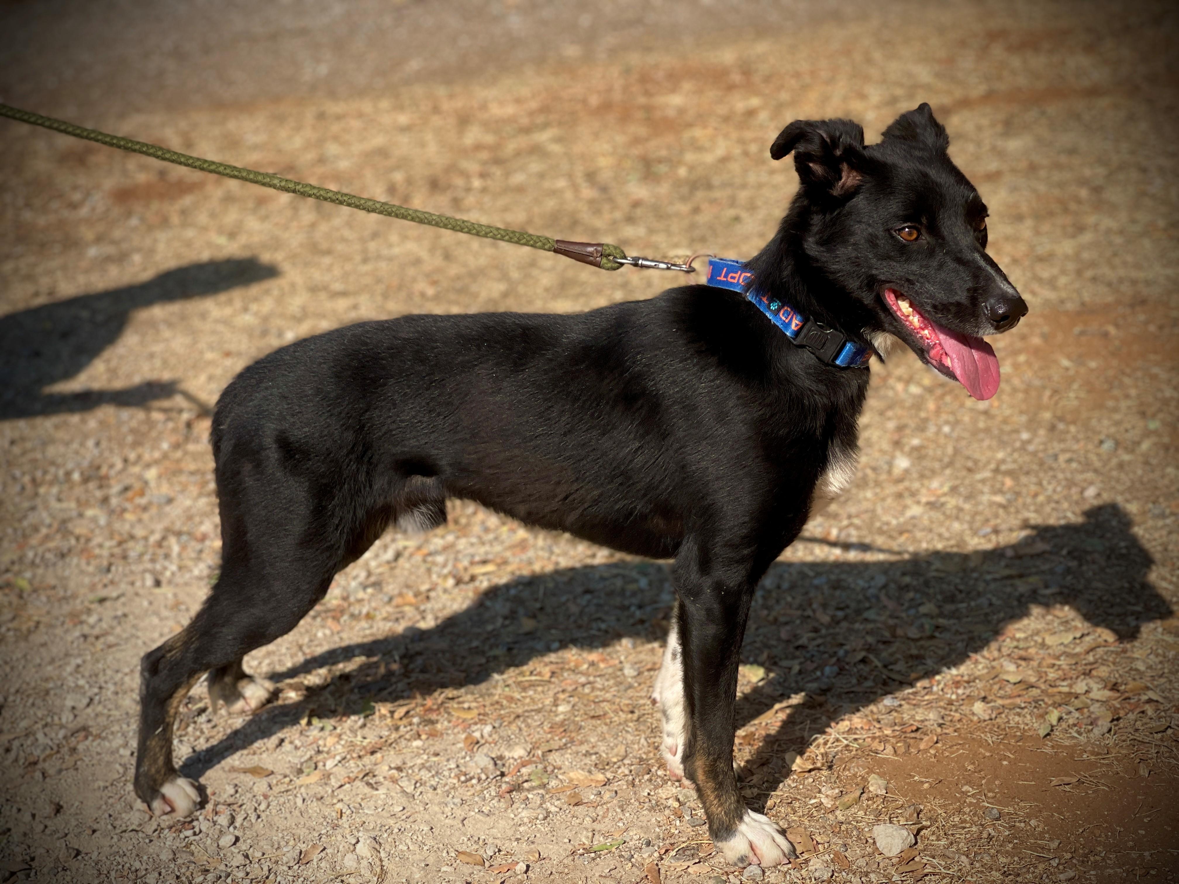 Enlarge Barkley A061198, a ADOPTABLE mixed breed in San Andreas, CA image 1/1