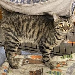 Regis - gorgeous bobtail at The Kitten Around Cat Lounge, Adoptable, Kitten Male American Bobtail.