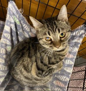 Regis - gorgeous bobtail who will purr his way into your arms, a Adoptable American Bobtail in Raleigh, NC image 2/2