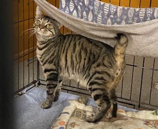 Regis - gorgeous bobtail at The Kitten Around Cat Lounge, a Adoptable American Bobtail in Southern Pines, NC image 3/4