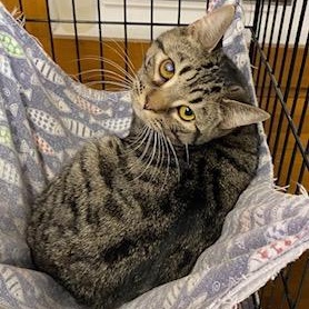 Regis - gorgeous bobtail who will purr his way into your arms, Adoptable, Kitten Male American Bobtail.