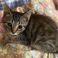Regis - Gorgeous Bobtail