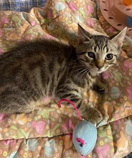 Regis - gorgeous bobtail who will purr his way into your arms