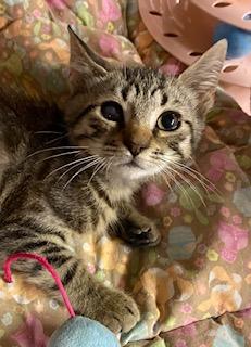 Regis - gorgeous bobtail who will purr his way into your arms