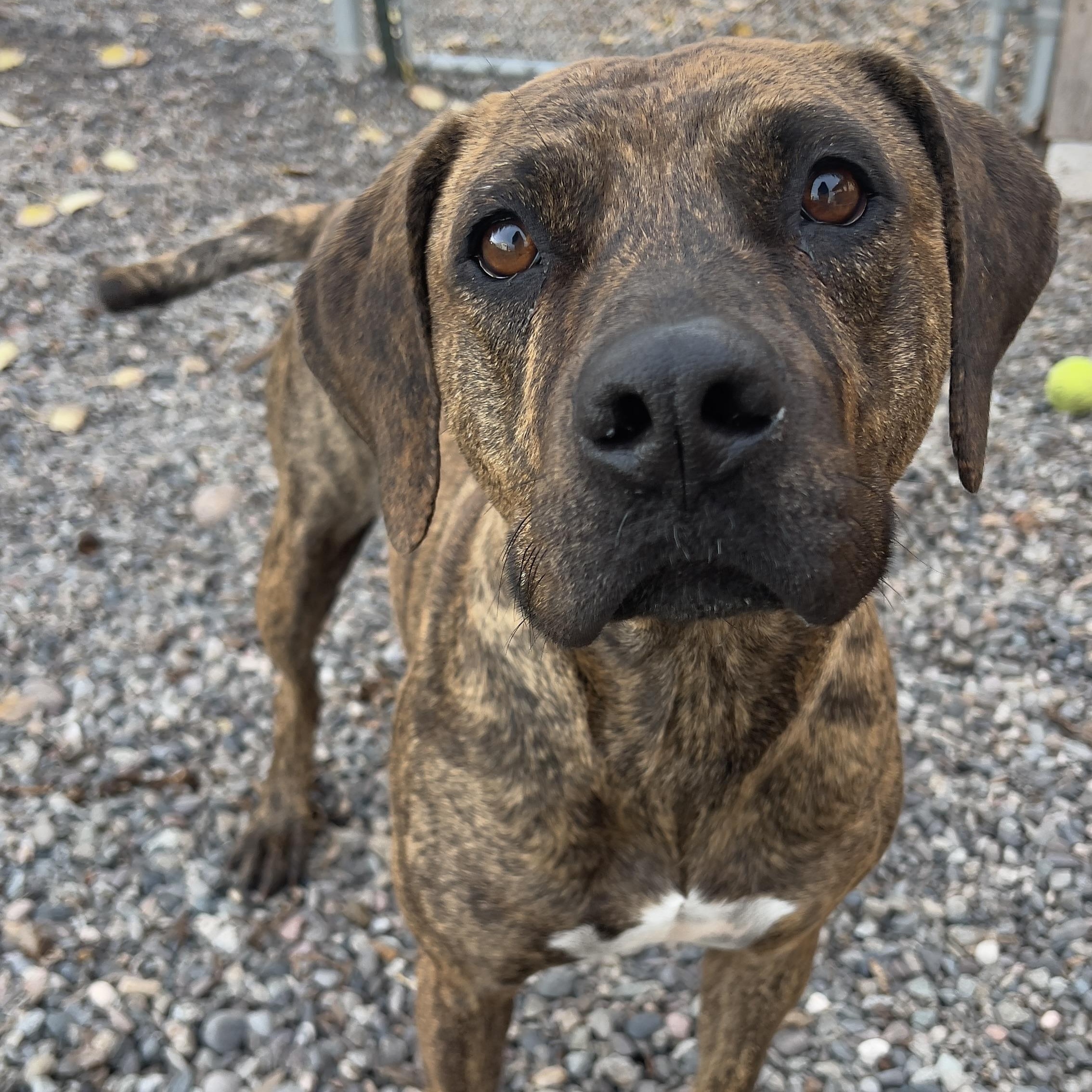 Molly - Delta, Adoptable, Adult Female Mixed Breed.
