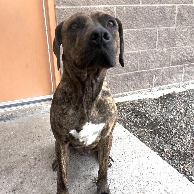 Enlarge Molly - Delta, a Adoptable Mixed Breed in Delta, CO image 3/3