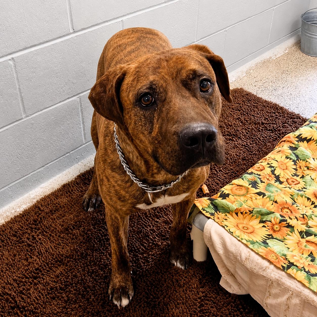 Enlarge Molly - Delta, an adopted Mixed Breed in Delta, CO image 1/1