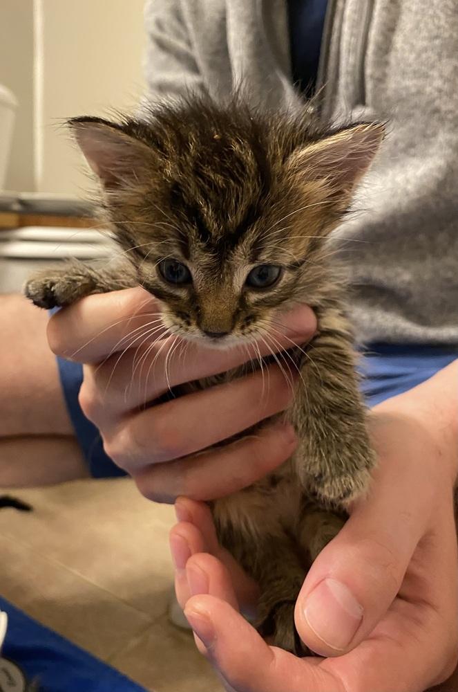 Pepsi, Adoptable, Kitten Female Domestic Short Hair & Tabby.