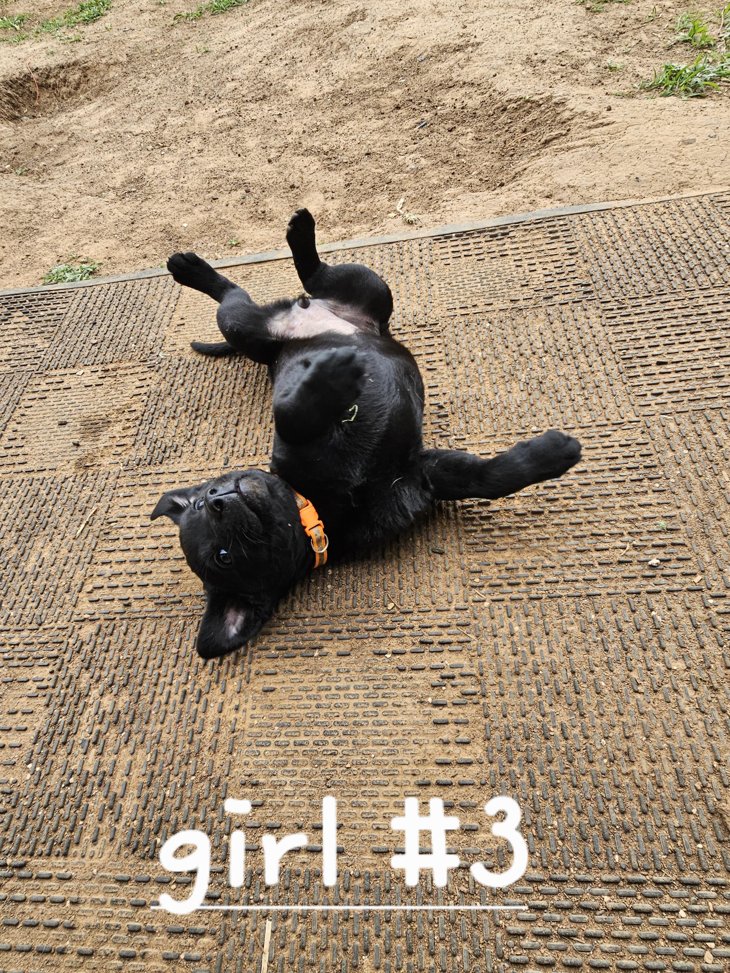 Lollie, ADOPTABLE, Puppy Female Australian Cattle Dog / Blue Heeler & Black Labrador Retriever.