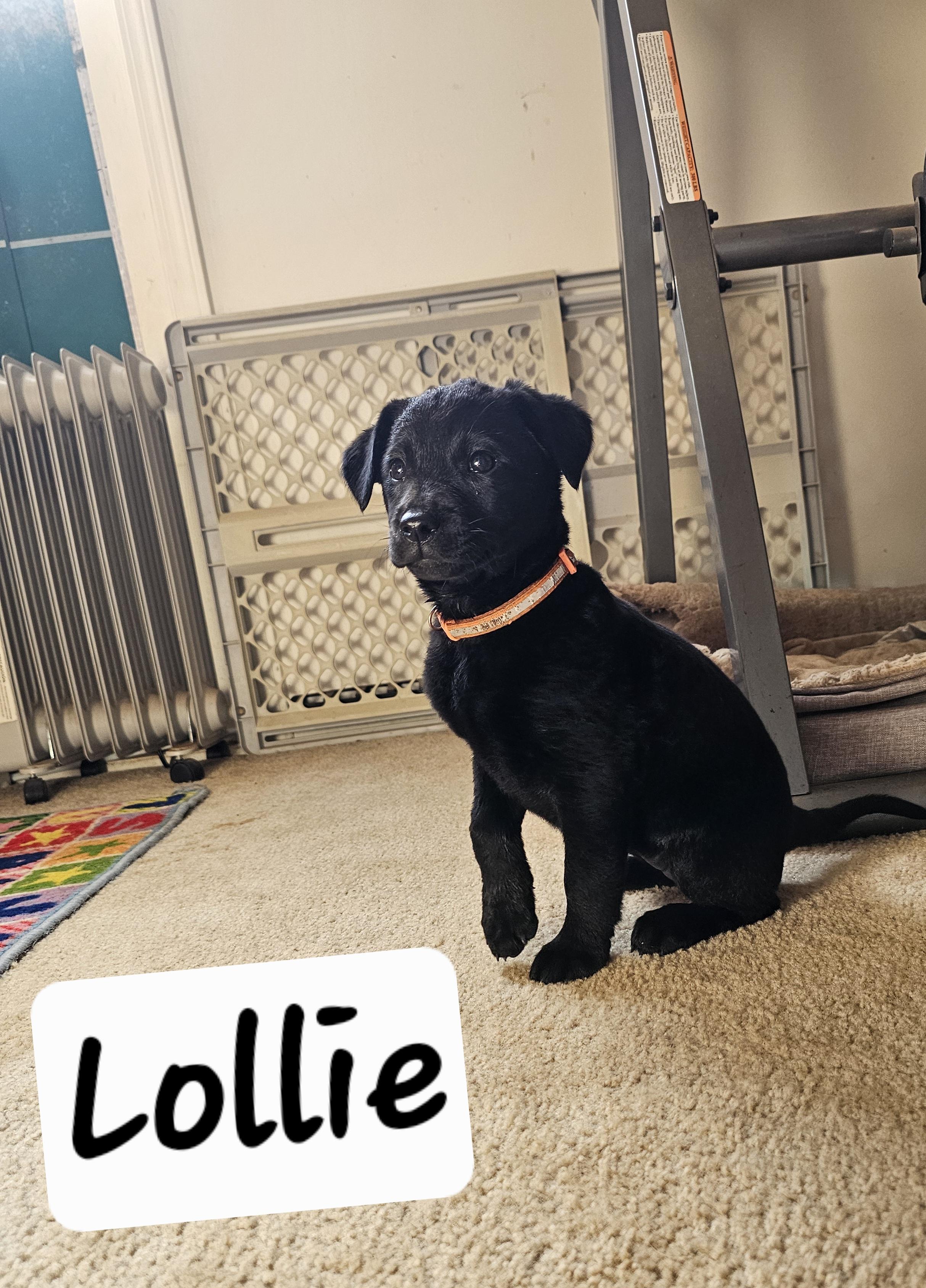 Lollie, a ADOPTABLE mixed breed in Cleveland, OK image 2/2