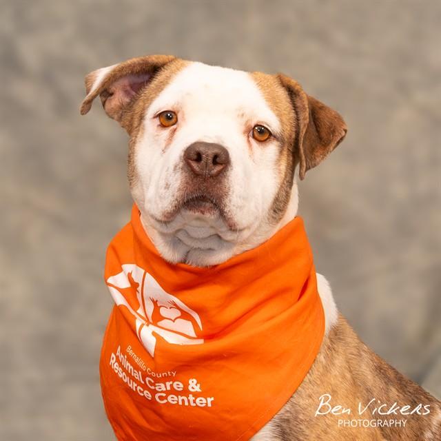 Enlarge DANDY, a Adoptable mixed breed in Albuquerque, NM image 1/1