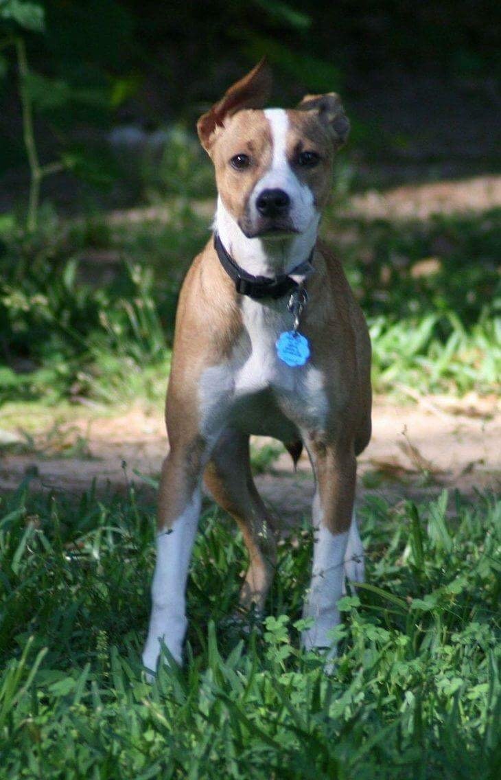 Sam, a Adoptable mixed breed in Grand Bay, AL image 1/6