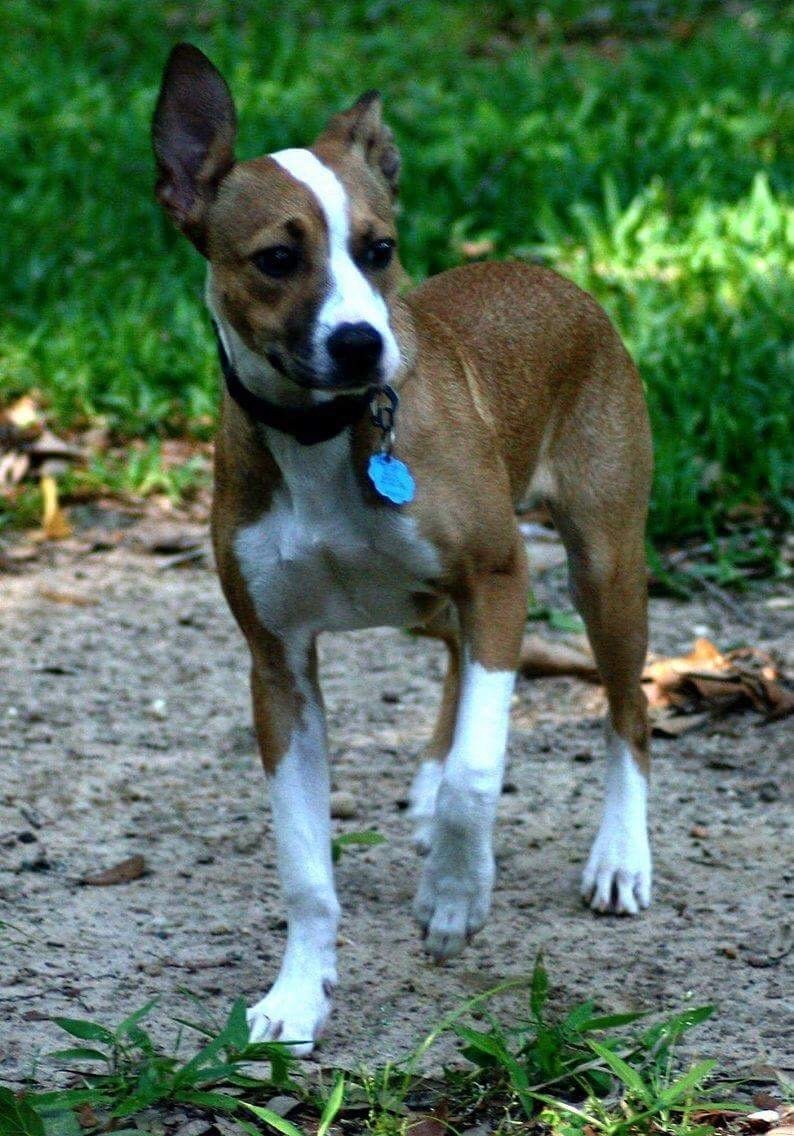 Sam, a Adoptable mixed breed in Grand Bay, AL image 2/6