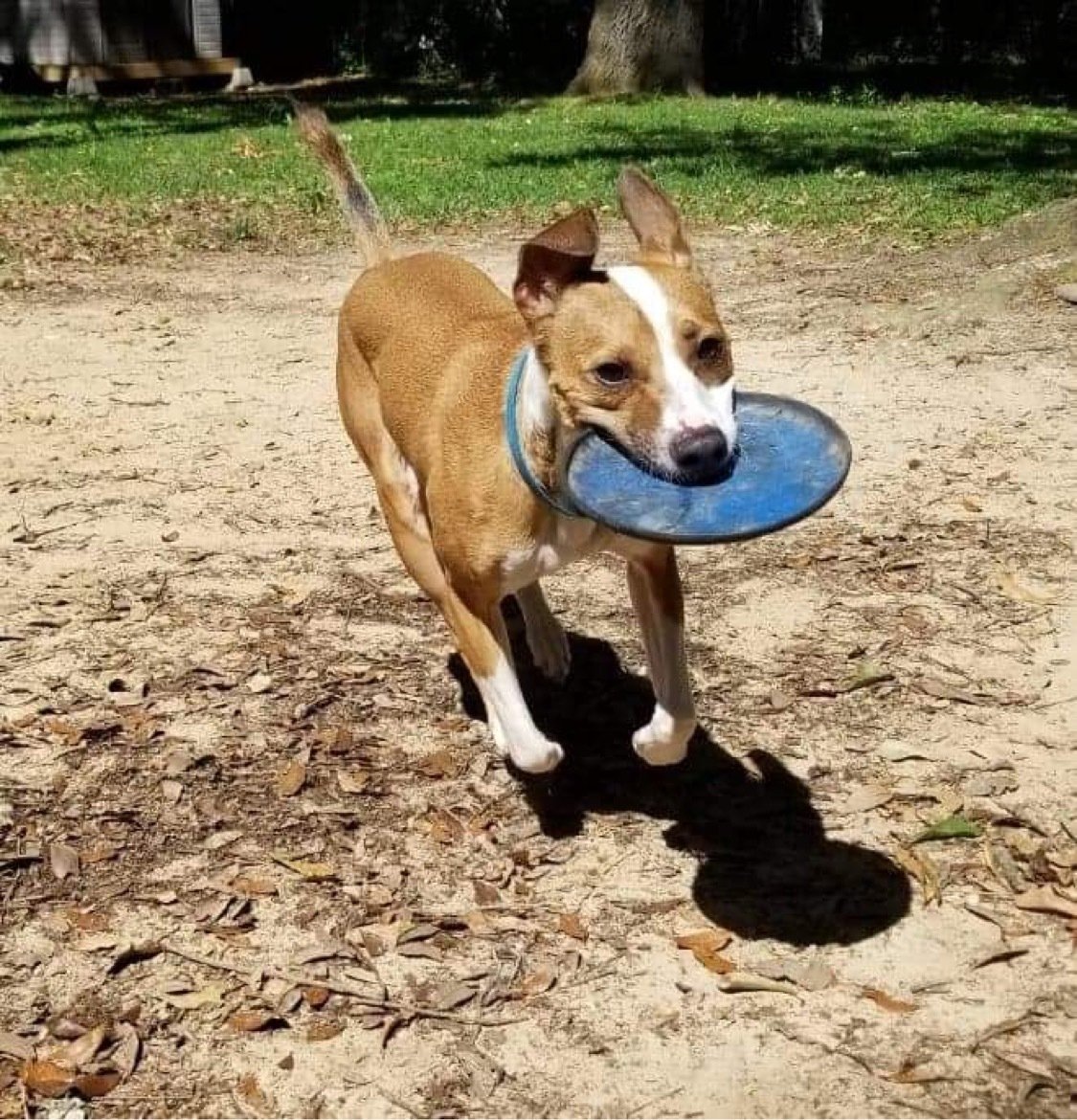 Sam, a Adoptable mixed breed in Grand Bay, AL image 3/6