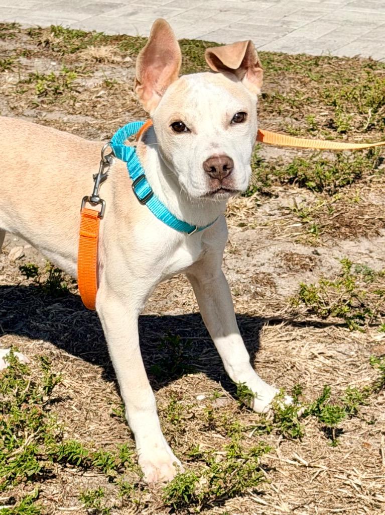 Enlarge Pilot, a Adoptable mixed breed in Cape Coral, FL image 1/1