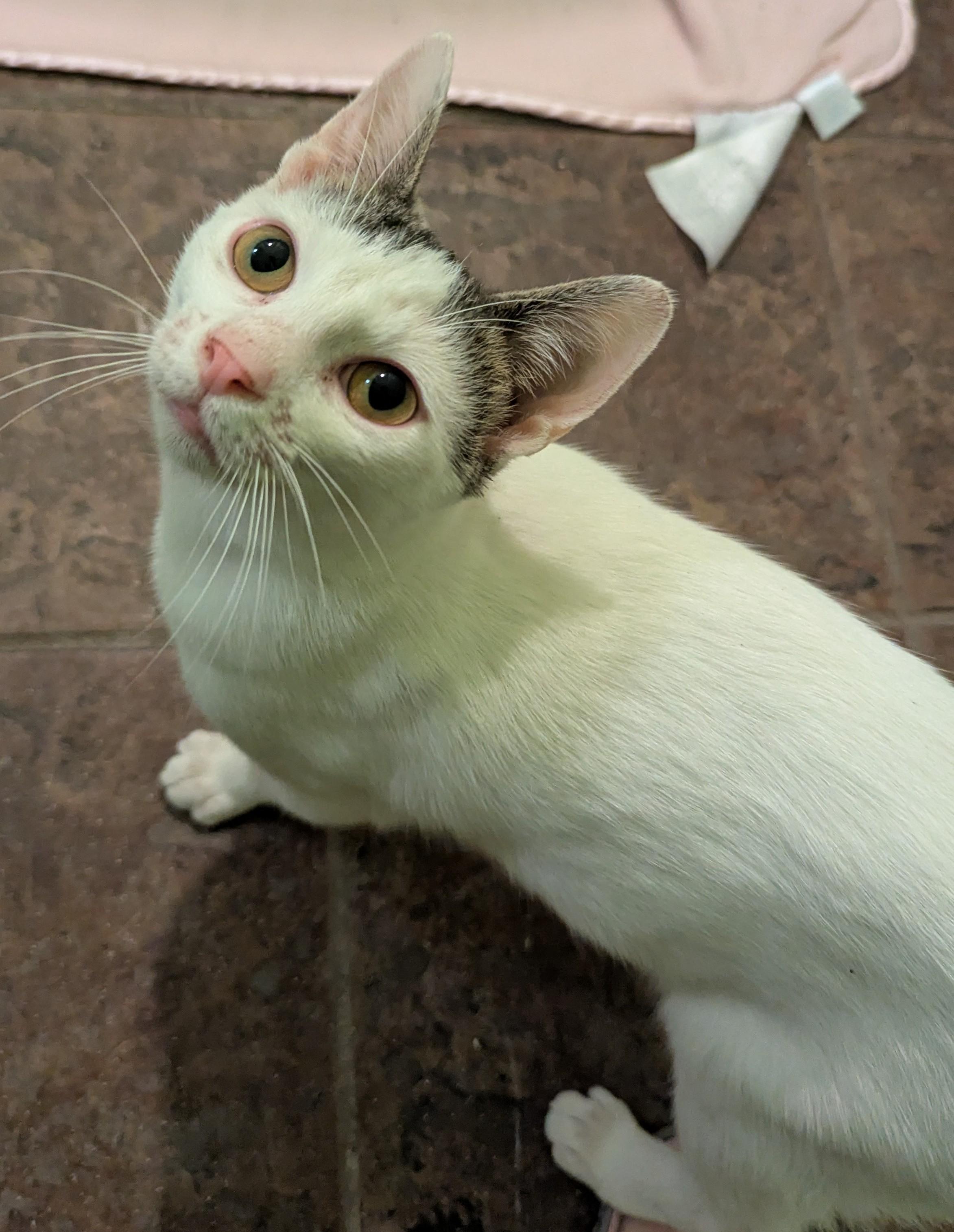 Enlarge Tucker, a ADOPTABLE Domestic Short Hair in Jamaica Plain, MA image 3/3