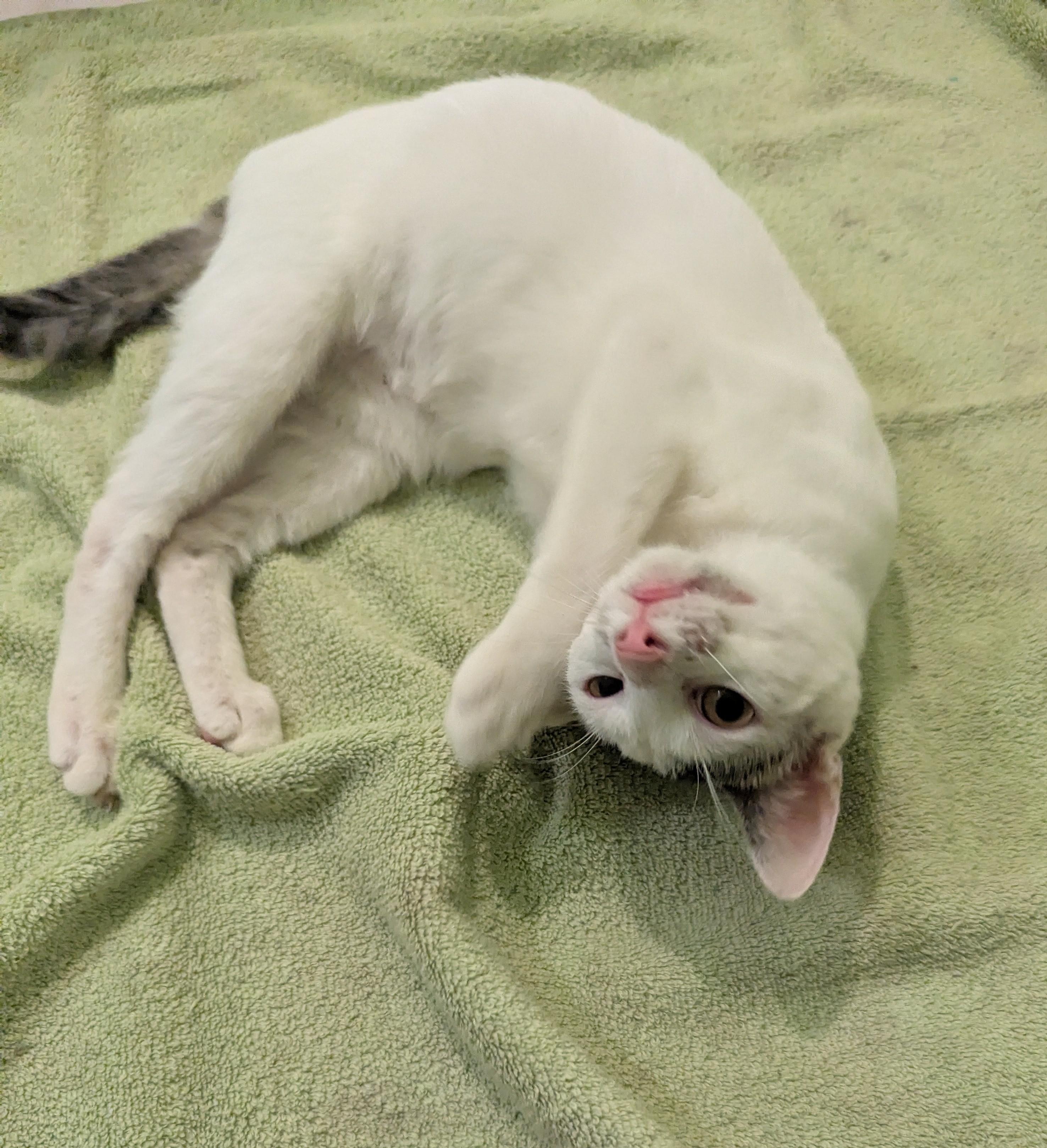 Enlarge Tucker, a ADOPTABLE Domestic Short Hair in Jamaica Plain, MA image 2/3