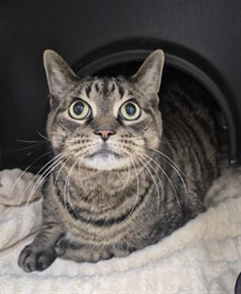 Enlarge SKYLAR, a Adoptable Domestic Short Hair in Vaughan, ON image 1/1