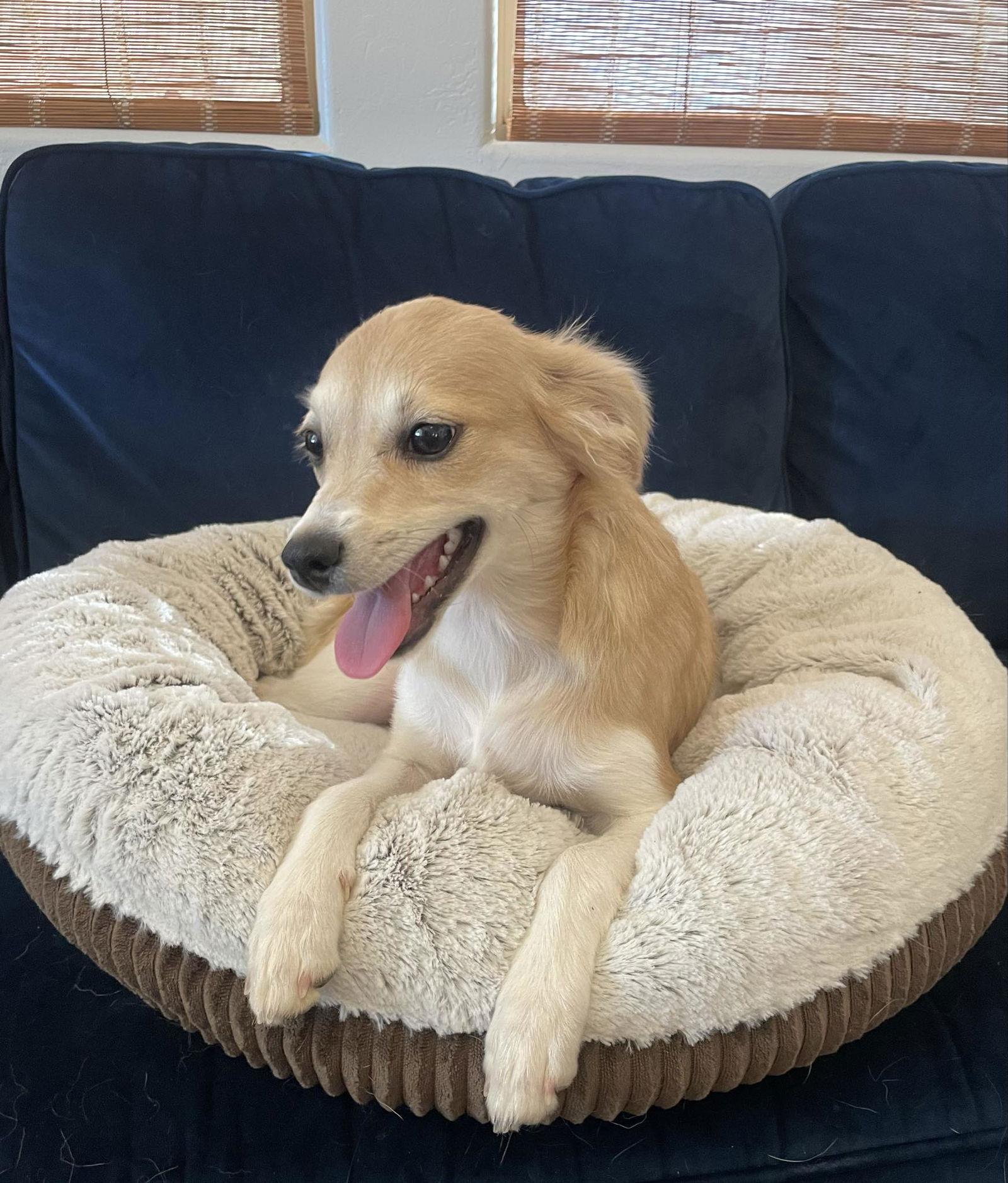 Tornado Weather, Adoptable, Puppy Female Terrier.