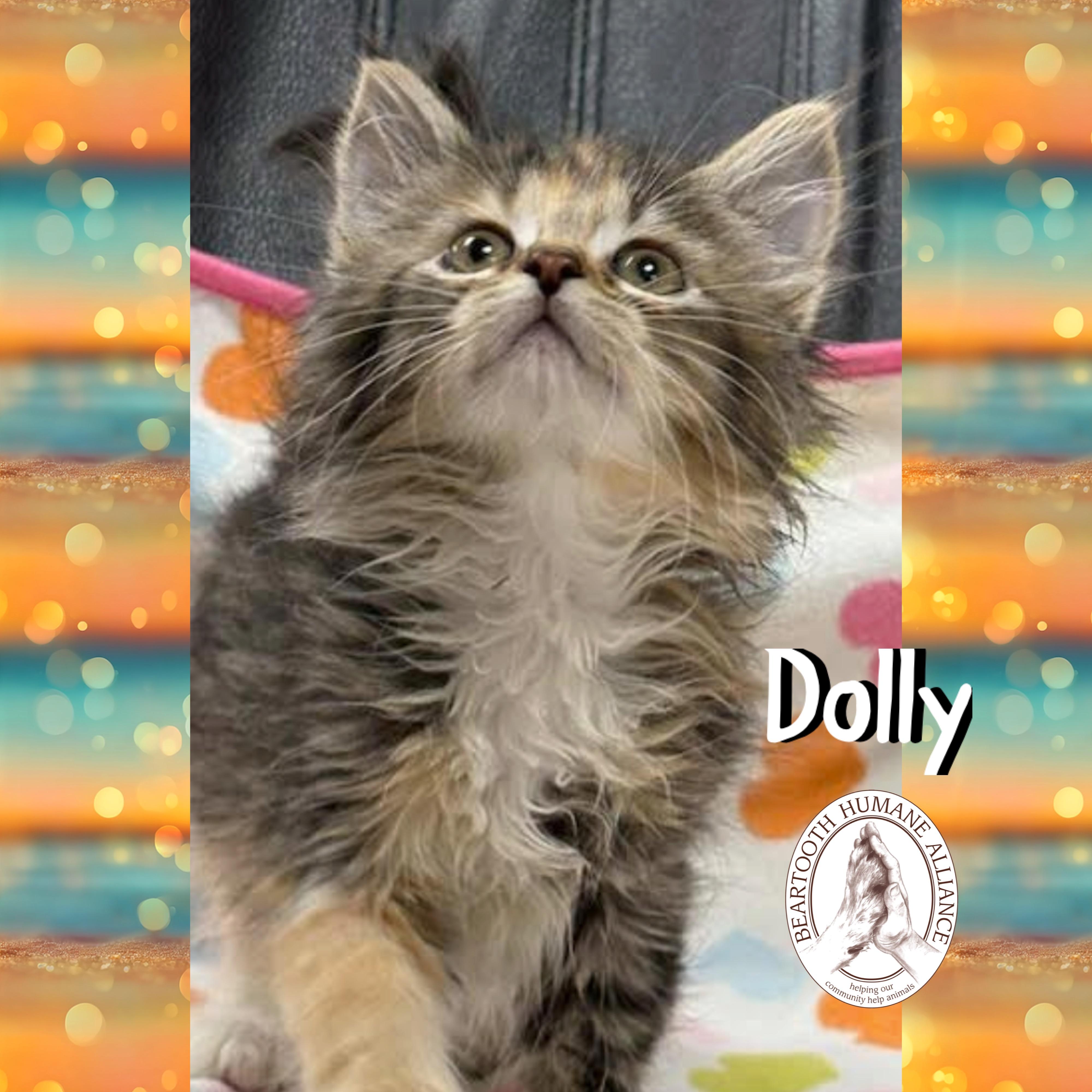Dolly, an adoptable Domestic Long Hair in Red Lodge, MT, 59068 | Photo Image 2