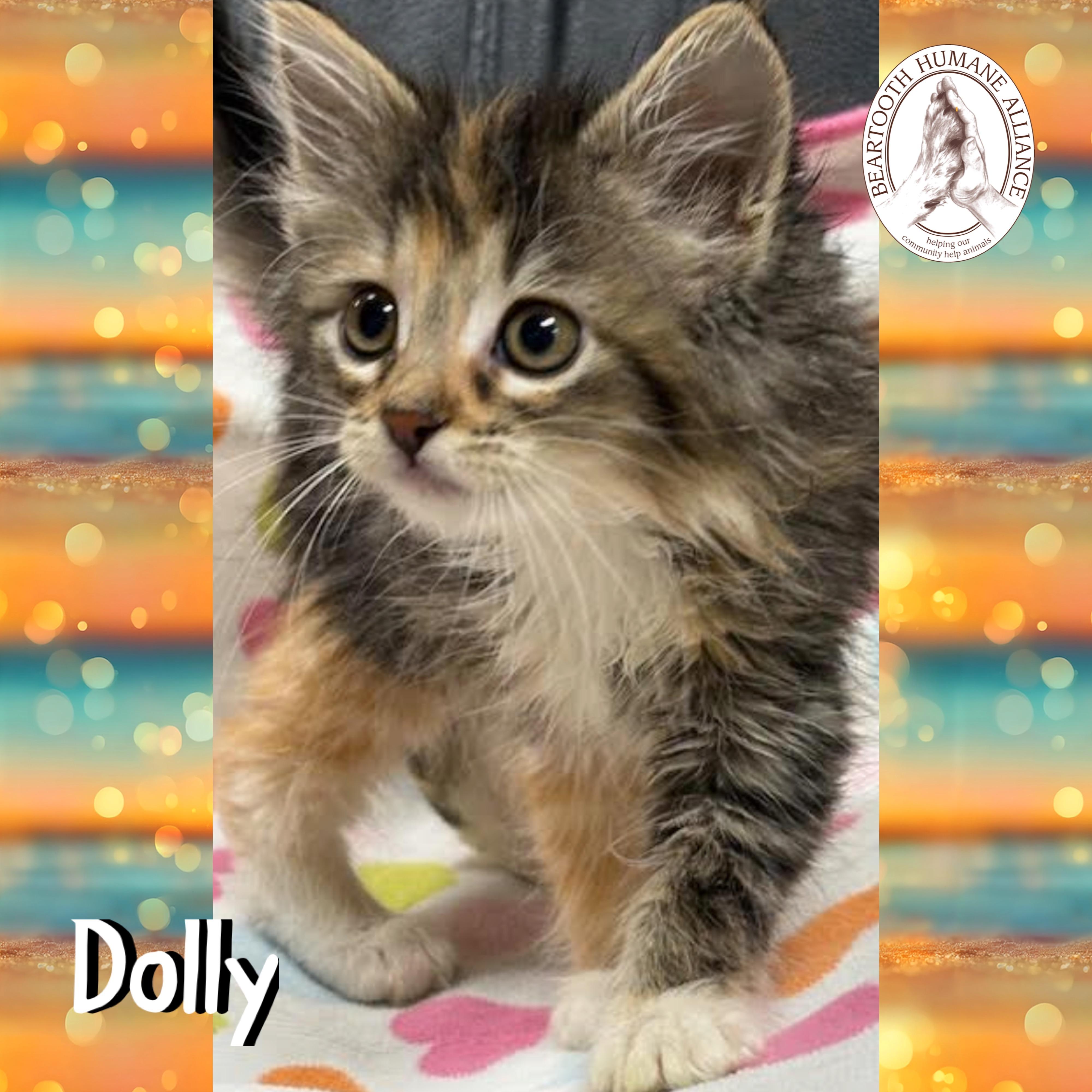 Dolly, an adoptable Domestic Long Hair in Red Lodge, MT, 59068 | Photo Image 1