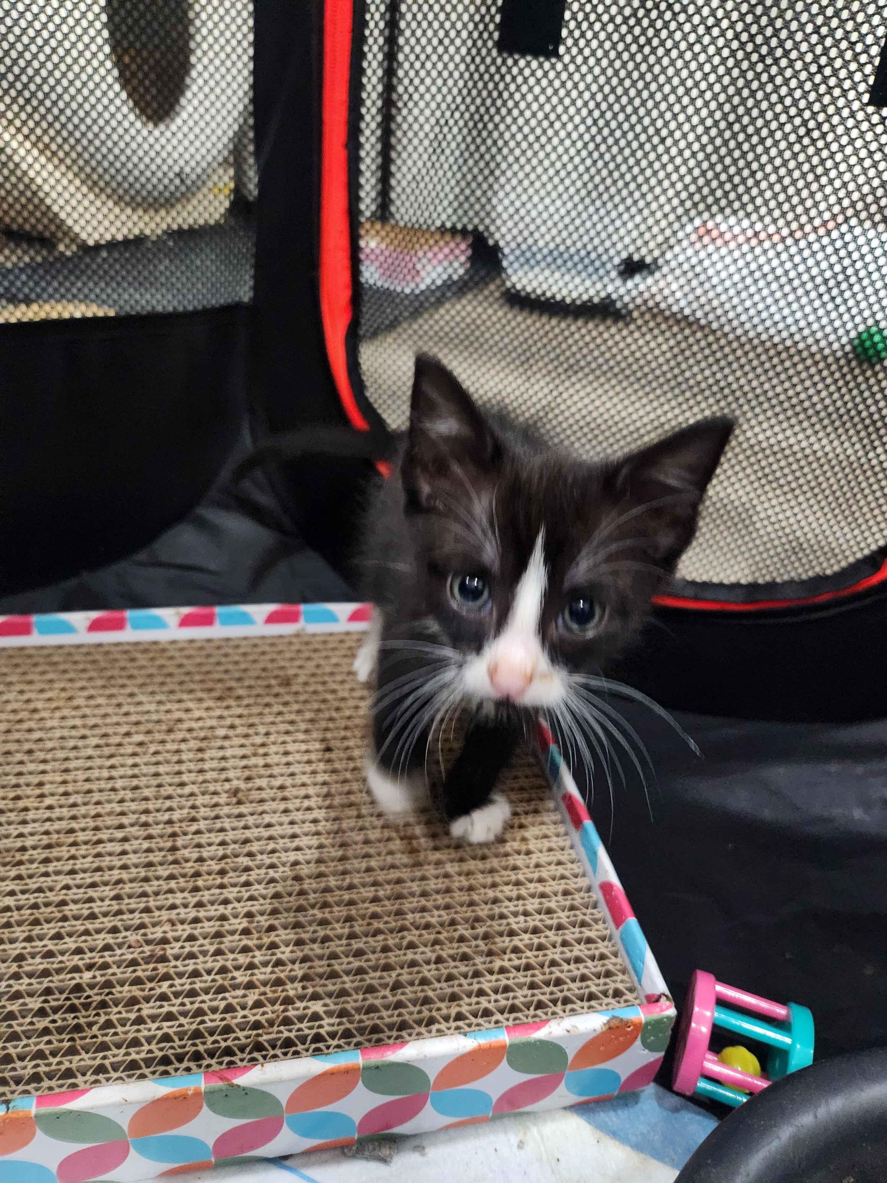 Club, Adoptable, Kitten Male American Shorthair.