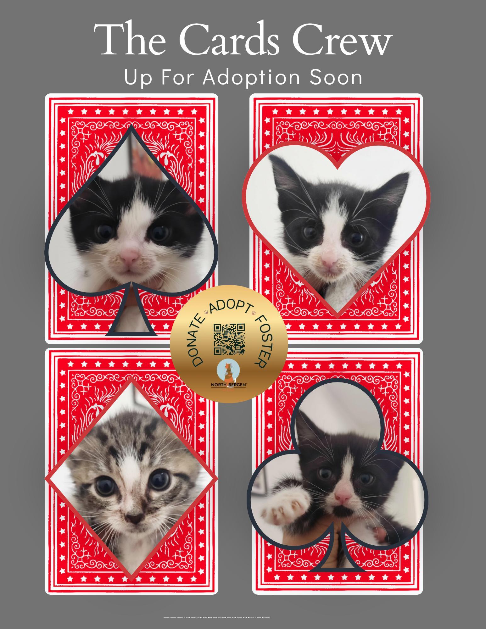 Club, a Adoptable American Shorthair in North Bergen, NJ image 3/4