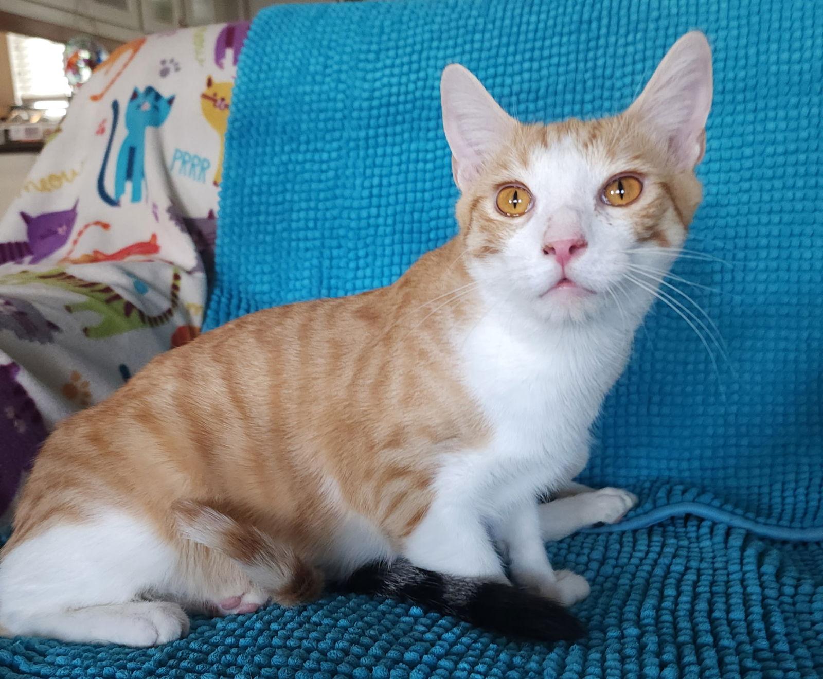 Enlarge Wappo, a Adoptable Domestic Short Hair in Mission Viejo, CA image 1/1