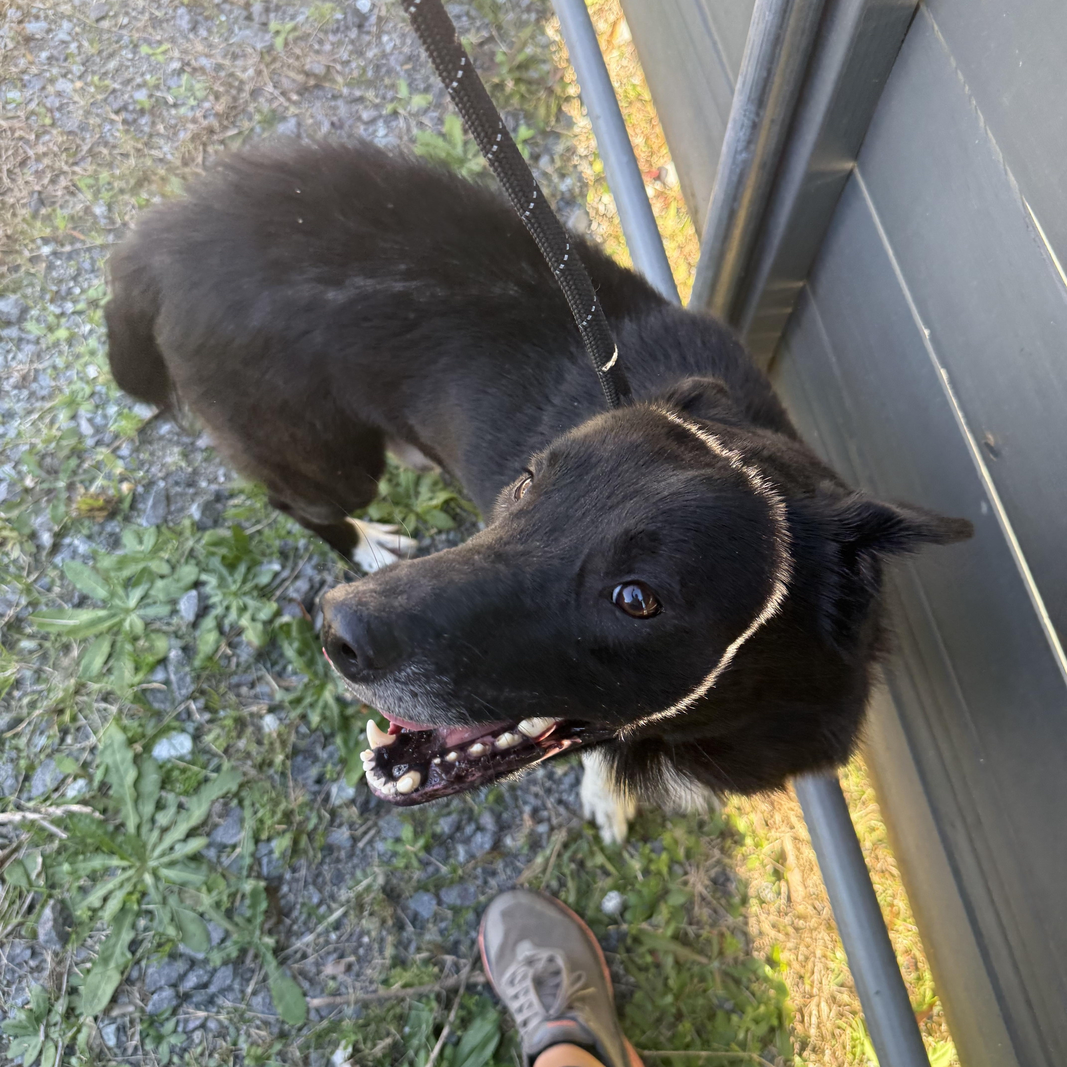 Sonic, Adoptable, Adult Male Border Collie.