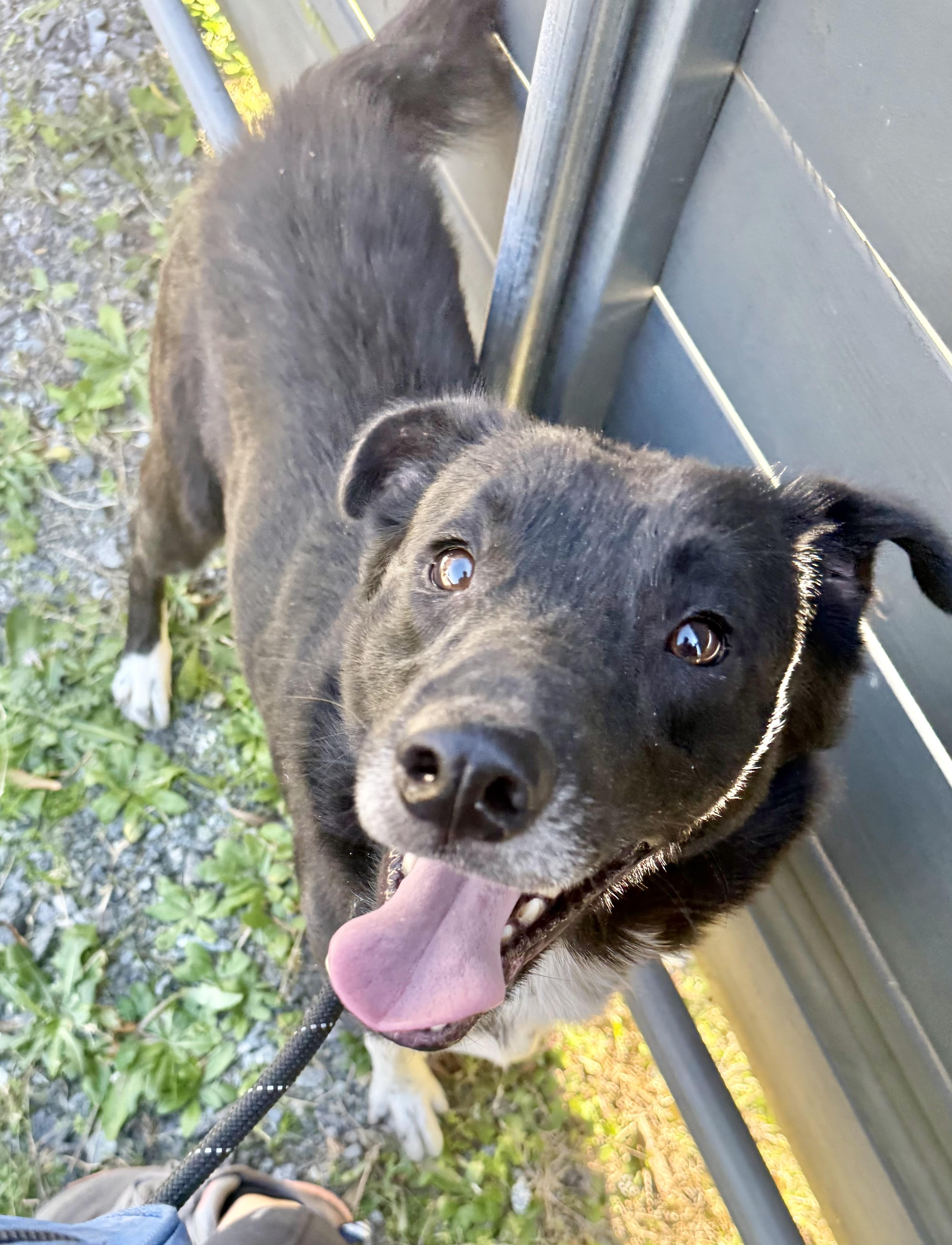 Sonic, a Adoptable mixed breed in Lancaster, SC image 2/4