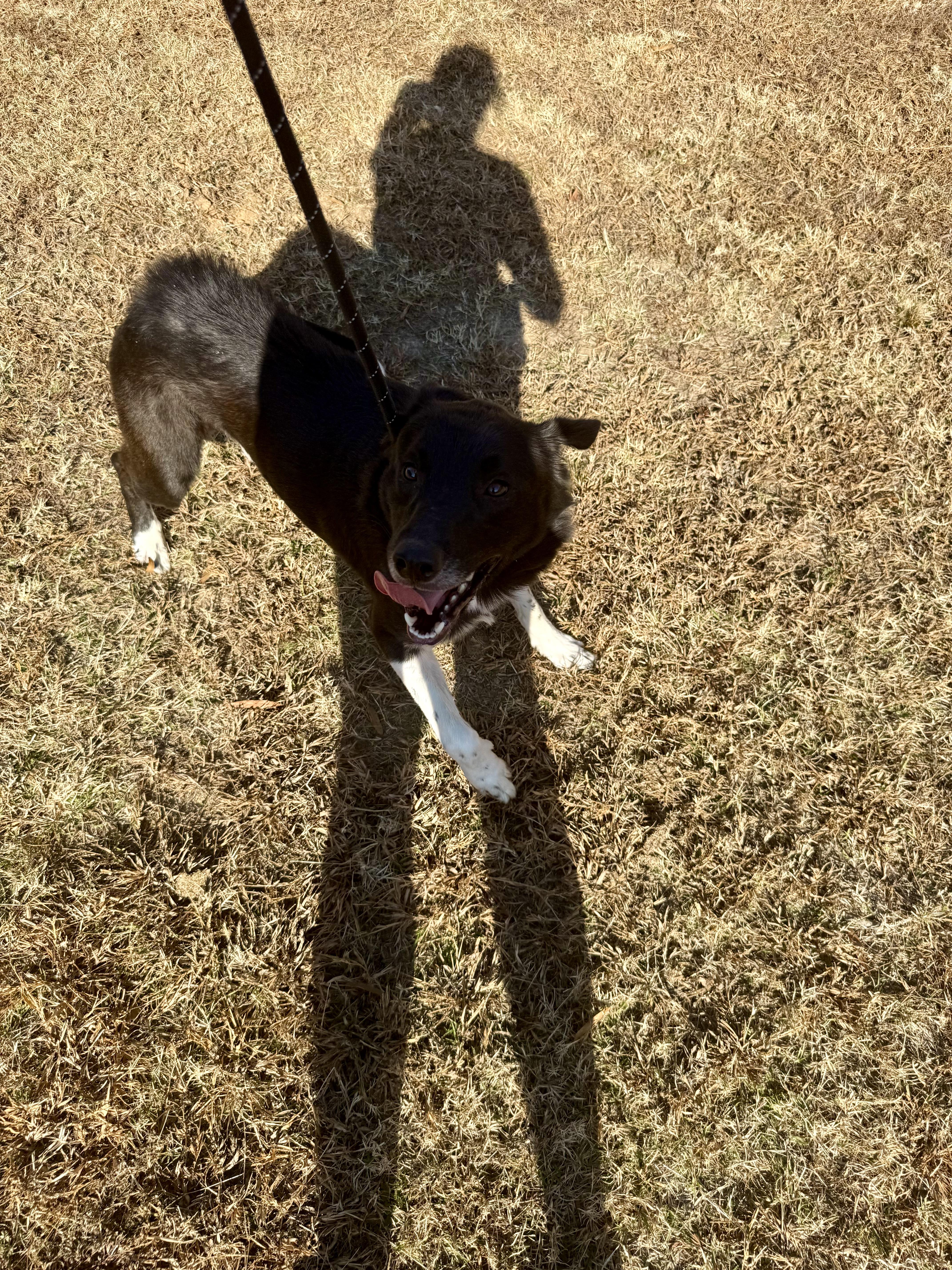 Sonic, a Adoptable mixed breed in Lancaster, SC image 3/4
