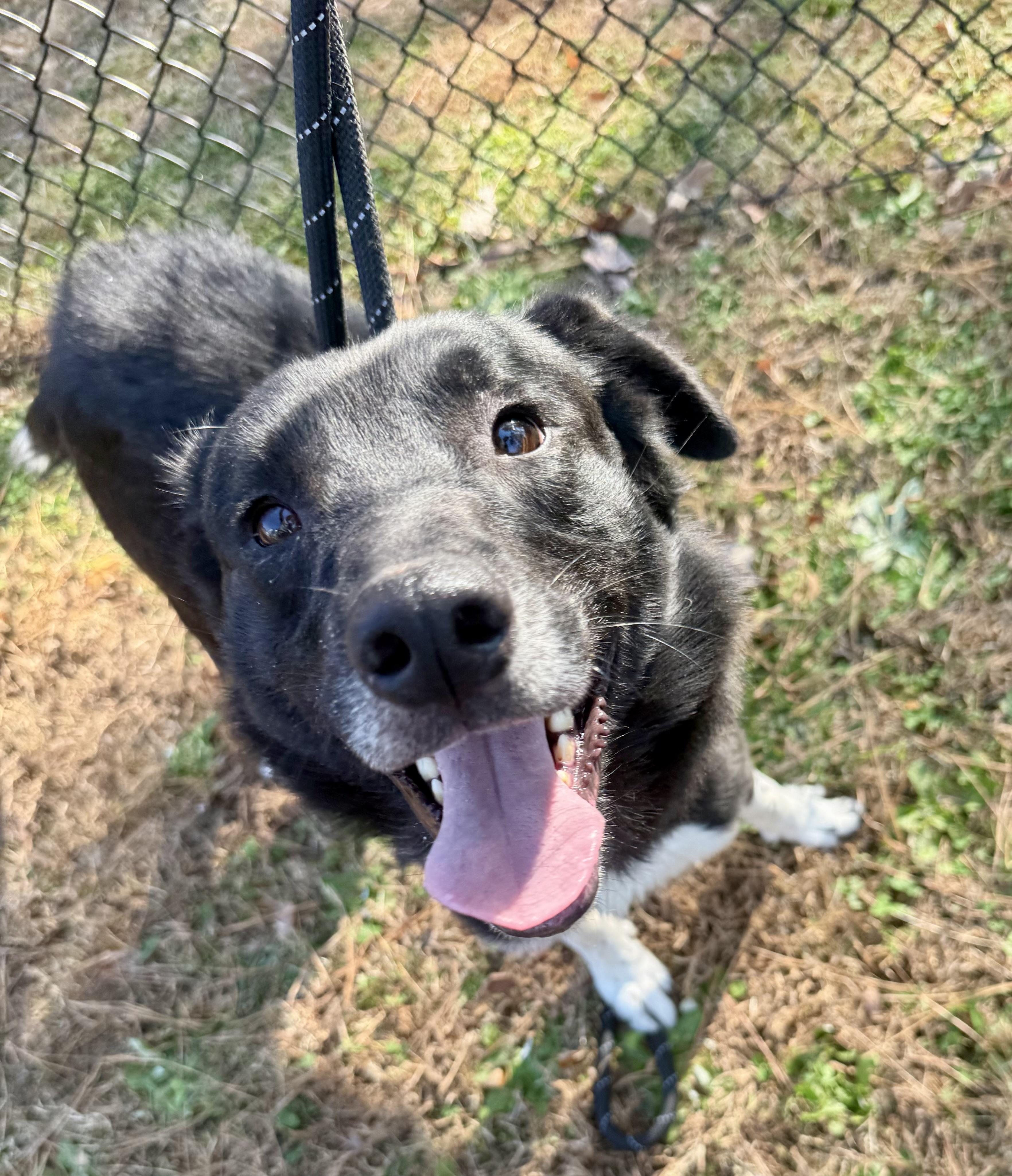Sonic, a Adoptable mixed breed in Lancaster, SC image 4/4