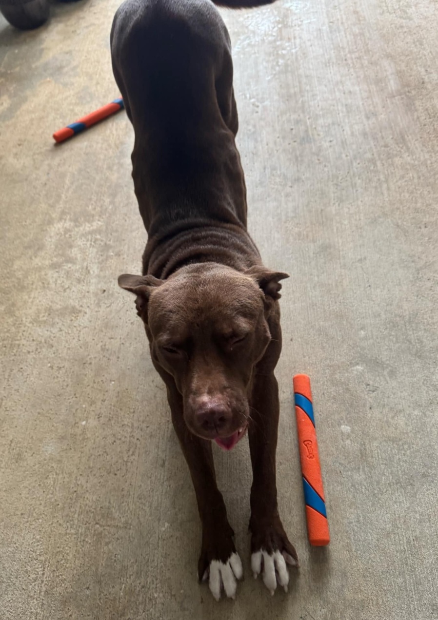 Sweet duo, a Adoptable mixed breed in Boca Raton , FL image 3/3